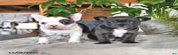 Frenchton dogs for sale: Ellen  - Ad 5