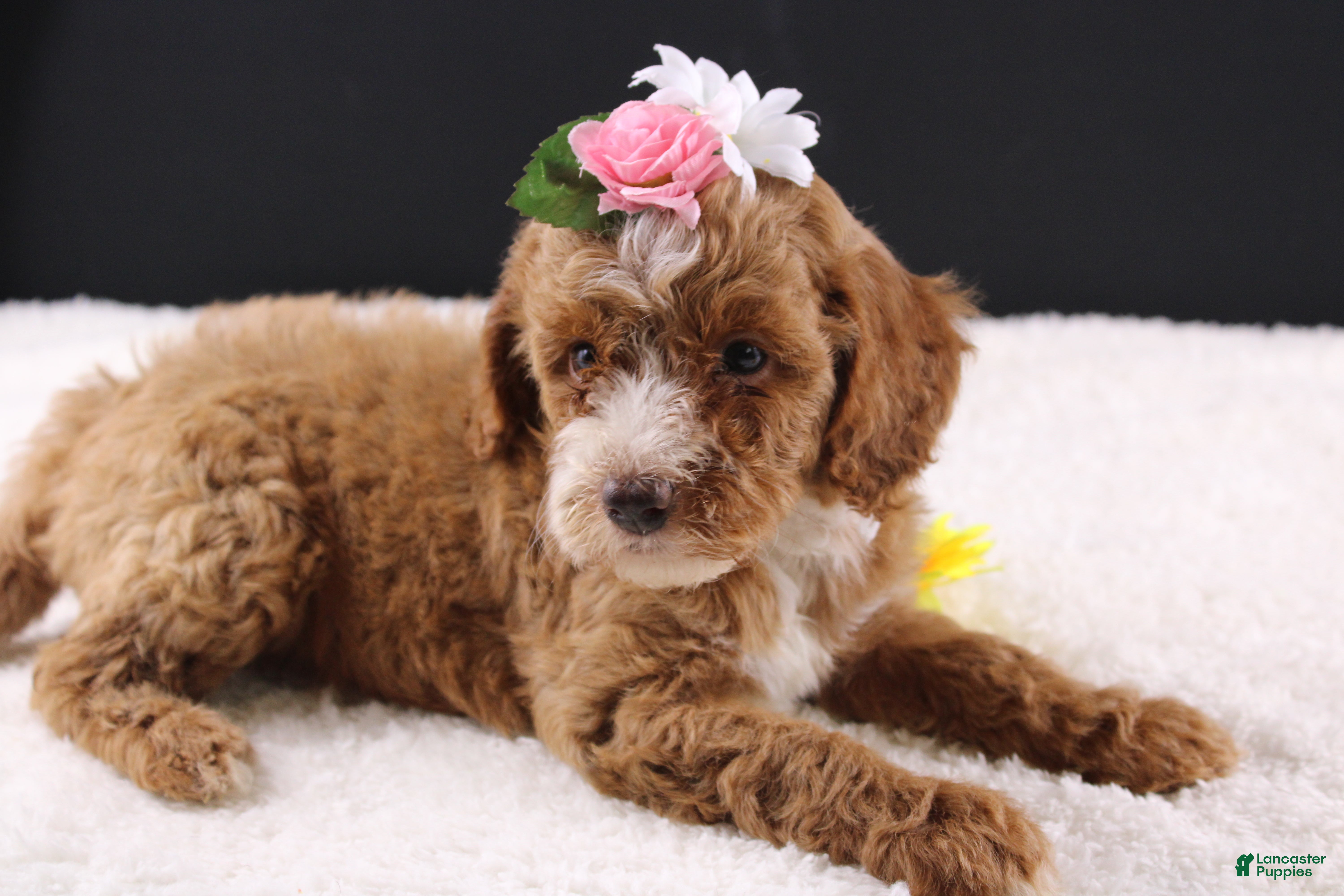 Mini Goldendoodle dogs Mini Goldendoodle 5 - Ad 38
