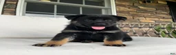 German Shepherd dogs for sale: Celia - Ad 6