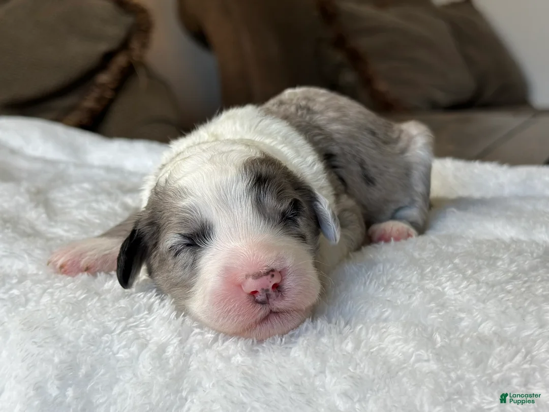 Sheepadoodle dogs for sale: Merle Male 1 - Ad 1