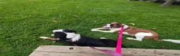 Mixed Breed dogs for sale: Marley - Ad 87