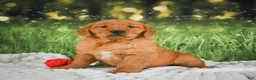 Golden Retriever dogs for sale: Sugar - Ad 8