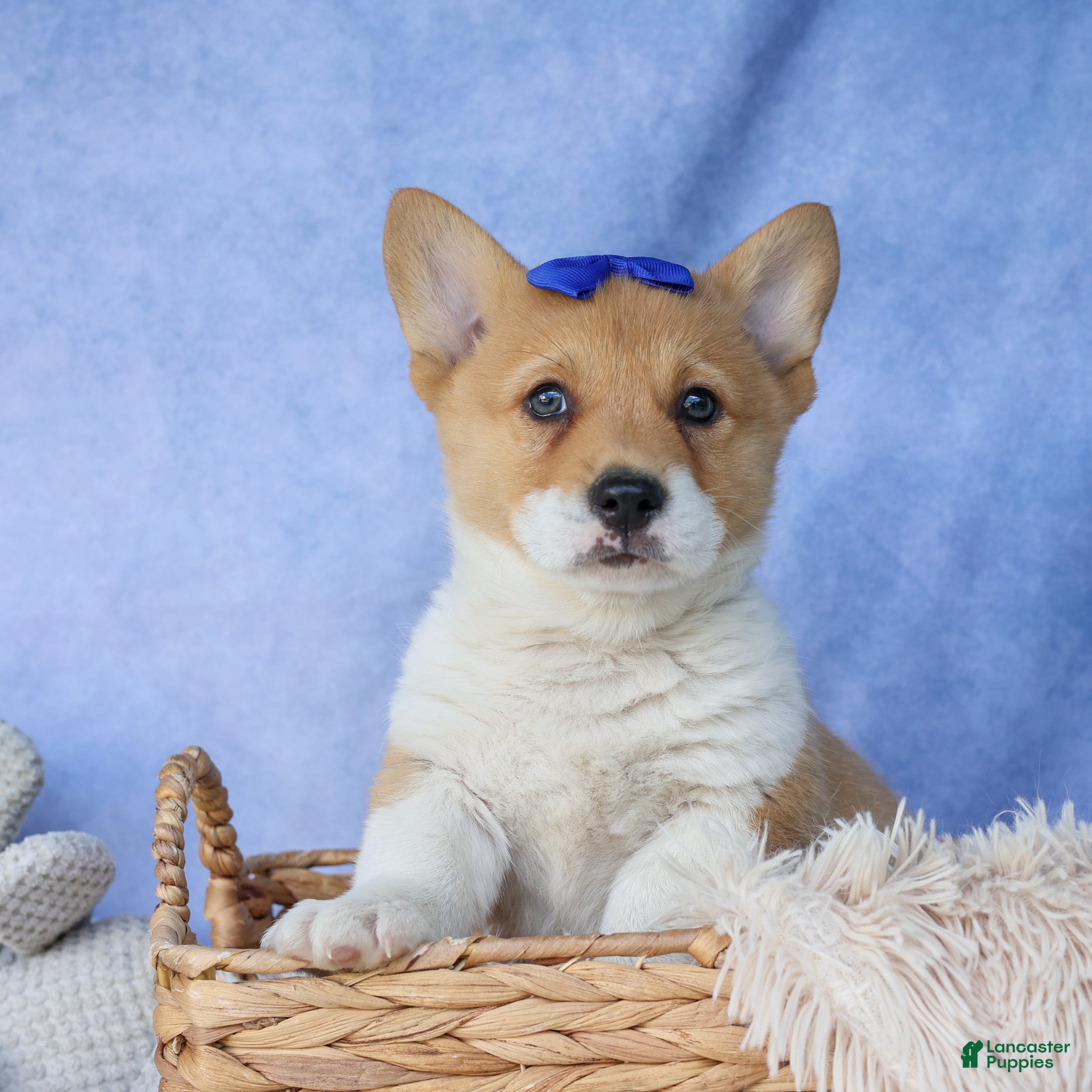 Welsh Corgi Pembroke dogs Tatum - Ad 20