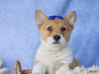 Welsh Corgi Pembroke dogs Tatum - Ad 36