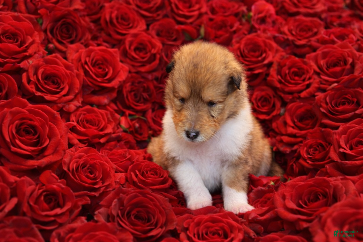 Collie dogs Jack - Ad 3