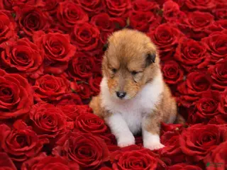 Collie dogs Jack - Ad 3