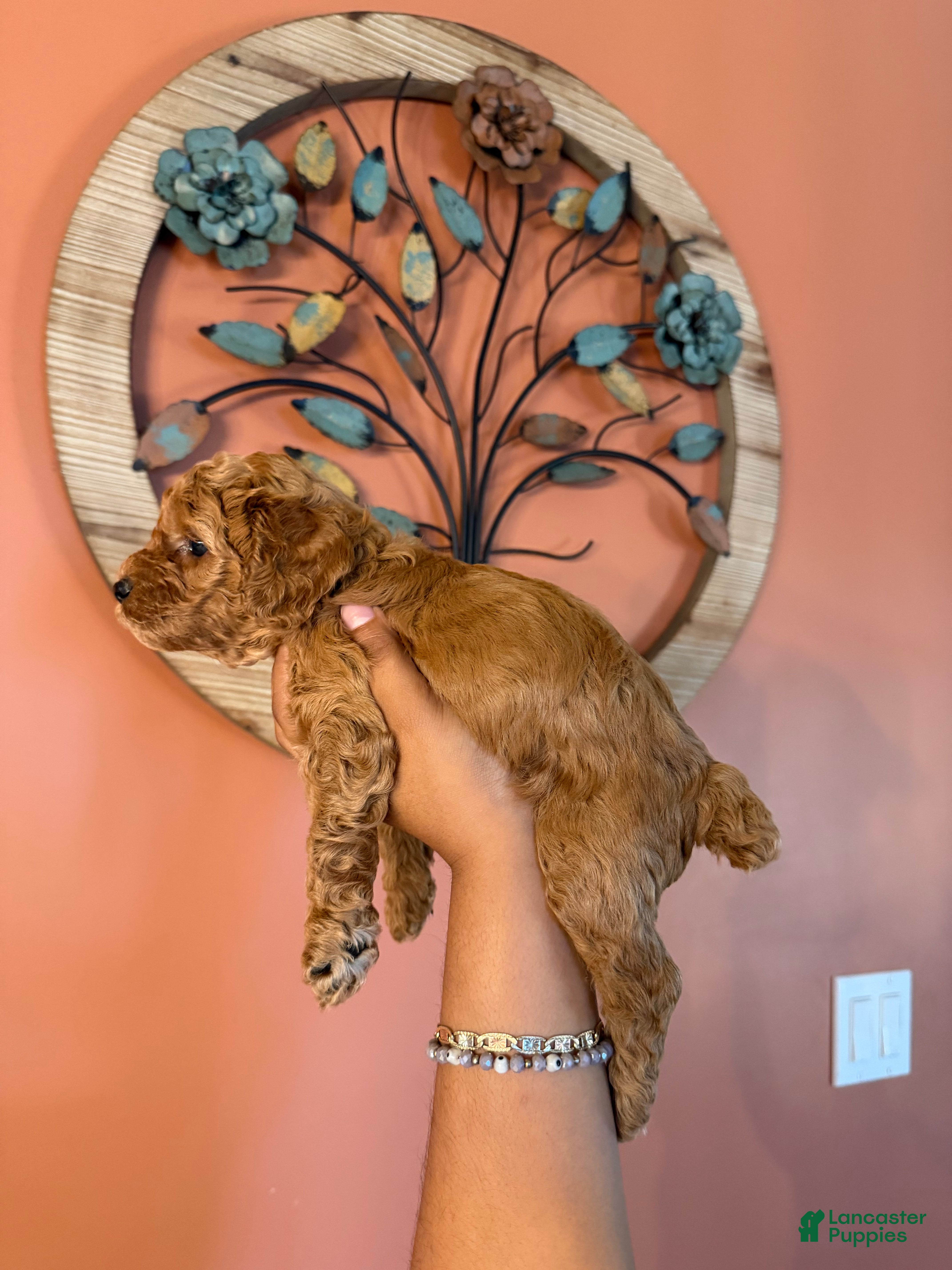 Miniature Poodle dogs for sale: Snowflake - Ad 2