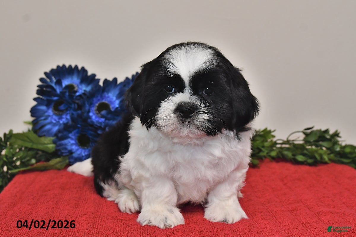 Shih Tzu dogs Noah - Ad 1