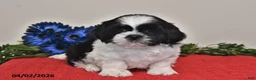 Shih Tzu dogs for sale: Noah - Ad 1