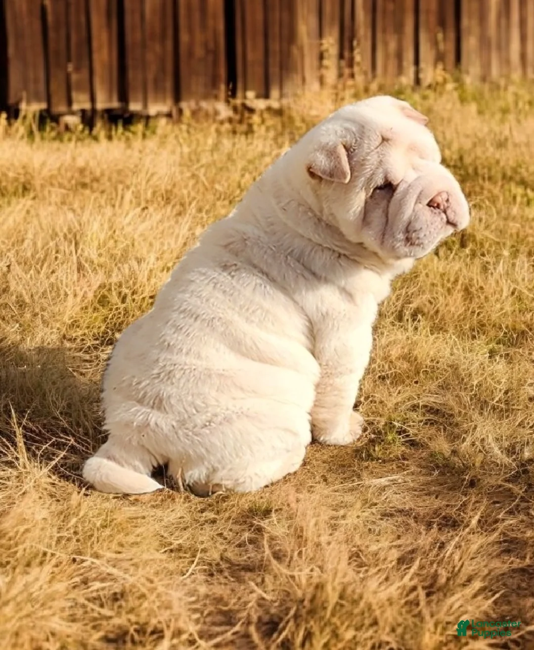 Shar Pei dogs for sale: Blizzard mini - Ad 19