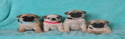 Pug dogs for sale: Percy - Ad 2