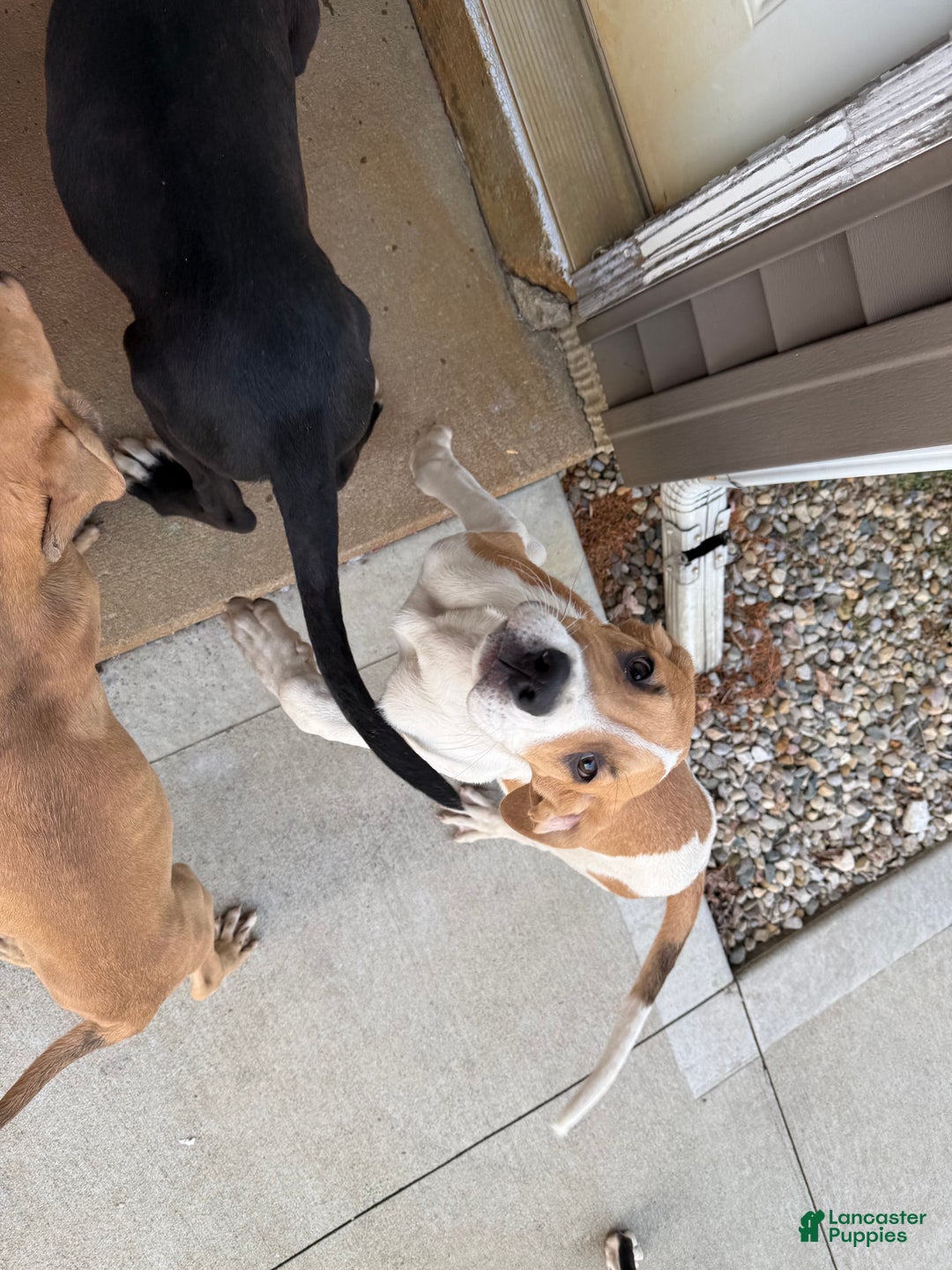 Mixed Breed dogs for sale: Bison - Ad 6