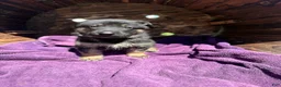 German Shepherd dogs for sale: May - Ad 17