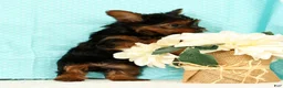 Yorkshire Terrier dogs for sale: Bella - Ad 5