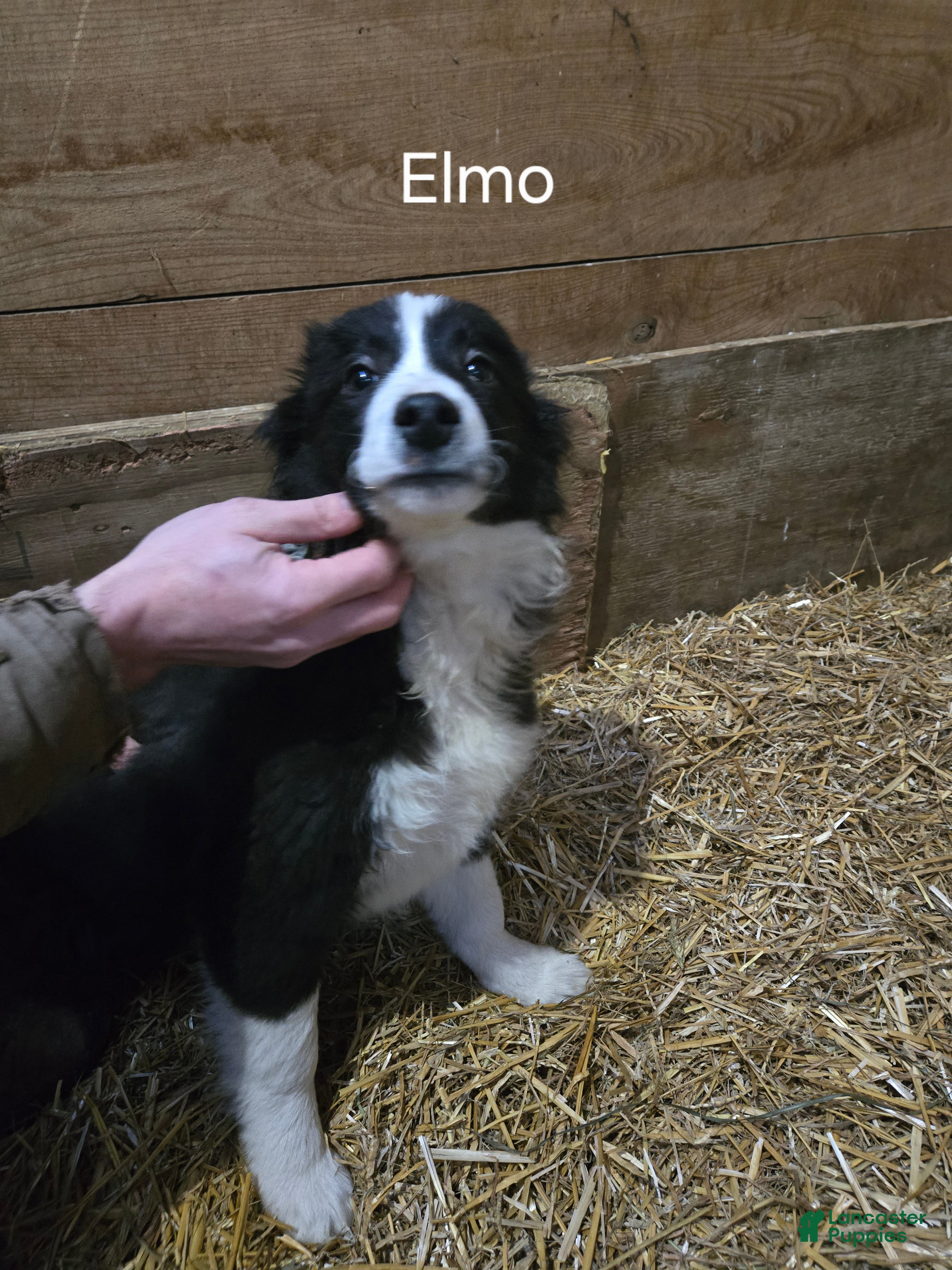 Border Collie dogs Elmo - Ad 1