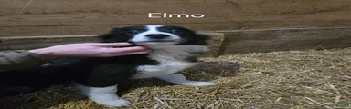 Elmo