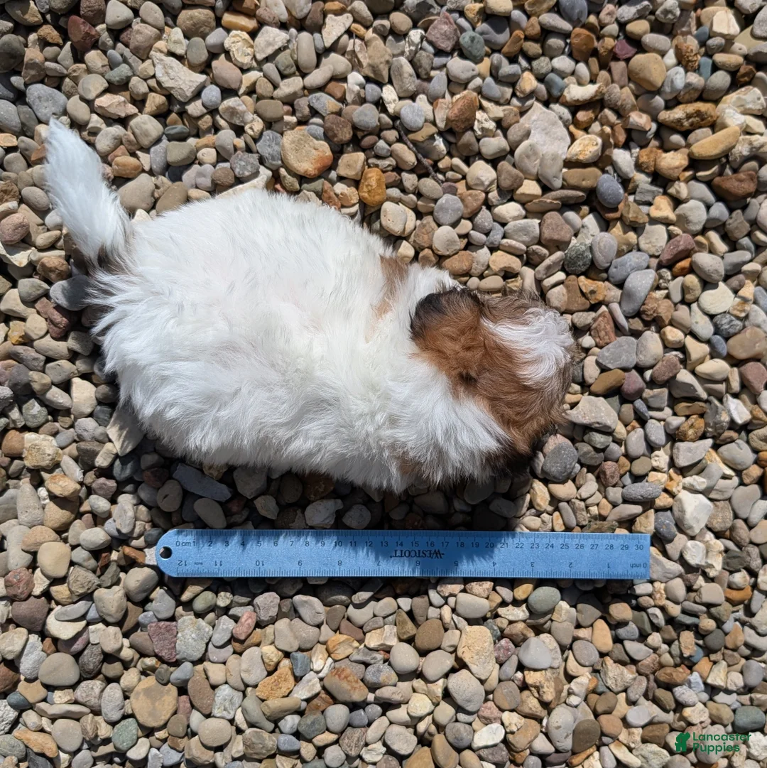 Teddy Bear dogs for sale: Summer - Ad 12