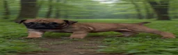 South African Boerboels dogs for sale: LGK NALA  - Ad 4