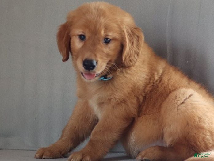 Golden Retriever dogs Golden Retriever 1 - Ad 34