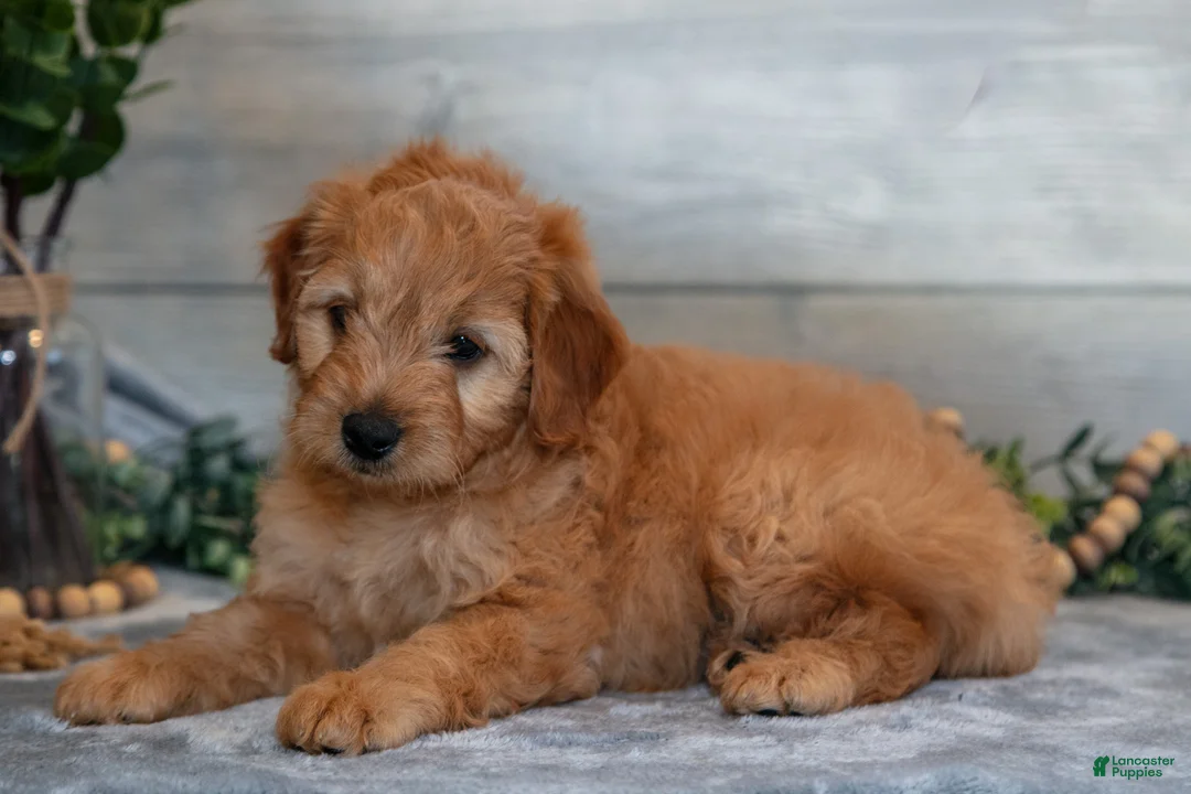 Mini Goldendoodle dogs for sale: Stormy - Ad 3