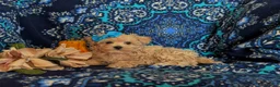 Maltipoo dogs for sale: Jolene 6 lbs Full Grown - Ad 5