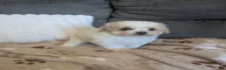 Havapoo dogs for sale: Button F-1B - Ad 5
