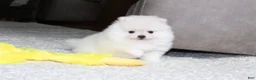 Pomeranian dogs for sale: Elliot - Ad 14