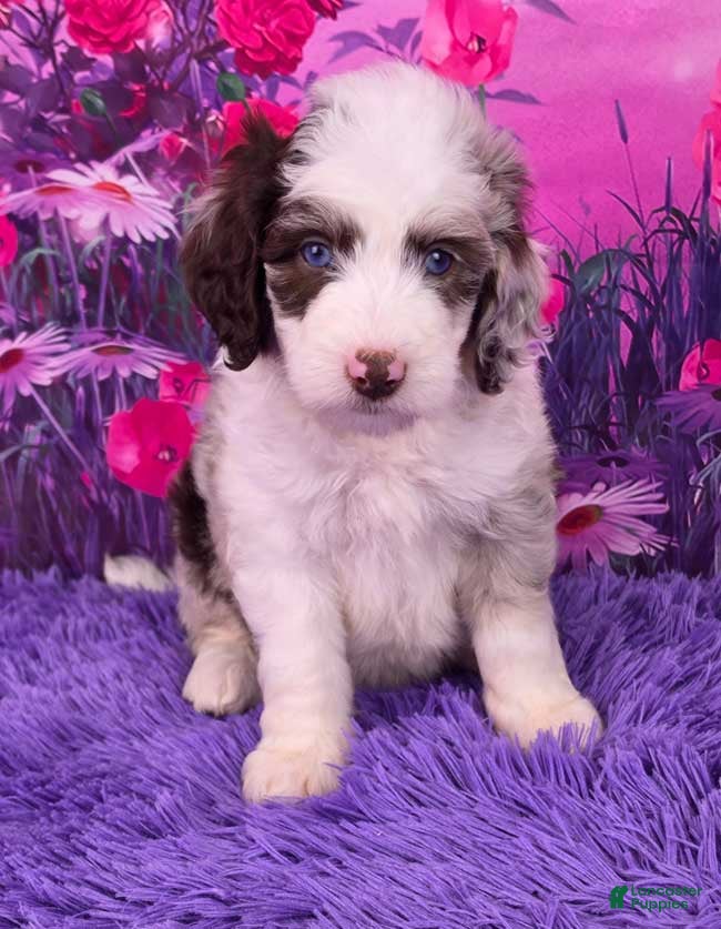 Mini Sheepadoodle dogs for sale: Snickers - Ad 2