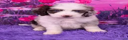 Mini Sheepadoodle dogs for sale: Snickers - Ad 1