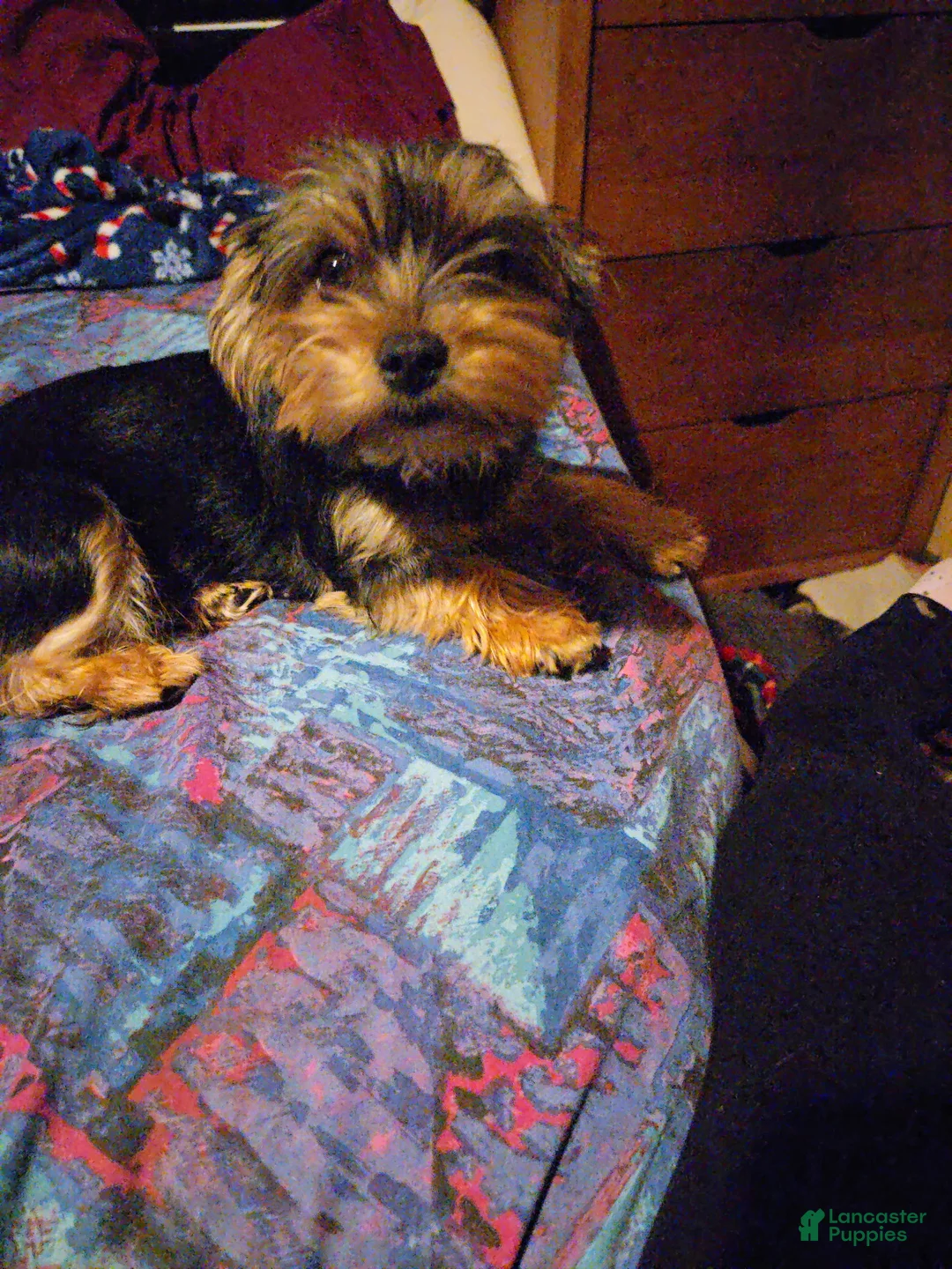 Yorkshire Terrier dogs for sale: Yorkshire Terrier Puppy 2 - Ad 18