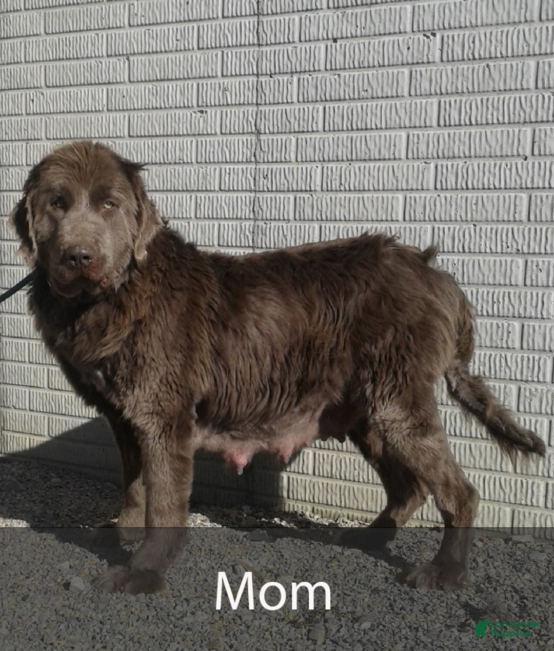 Newfoundland dogs for sale: Hank - Ad 7