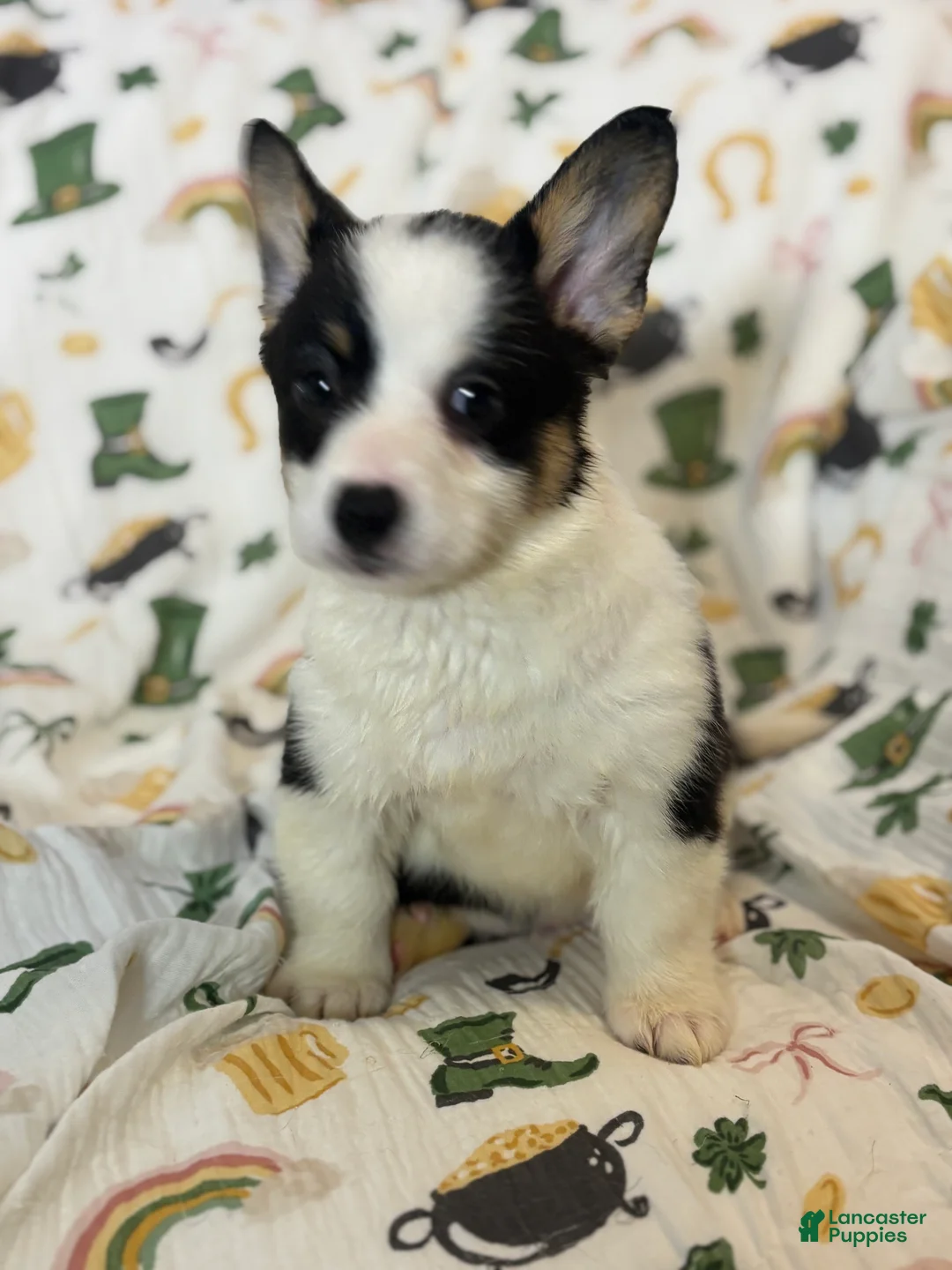 Mixed Breed dogs for sale: Molly - Ad 2