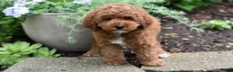 Miniature Poodle dogs for sale: Barney - Ad 1