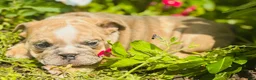 English Bulldog dogs for sale: Roby - 73727 - Ad 6