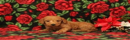 Mini Goldendoodle dogs for sale: Clarence - Ad 3