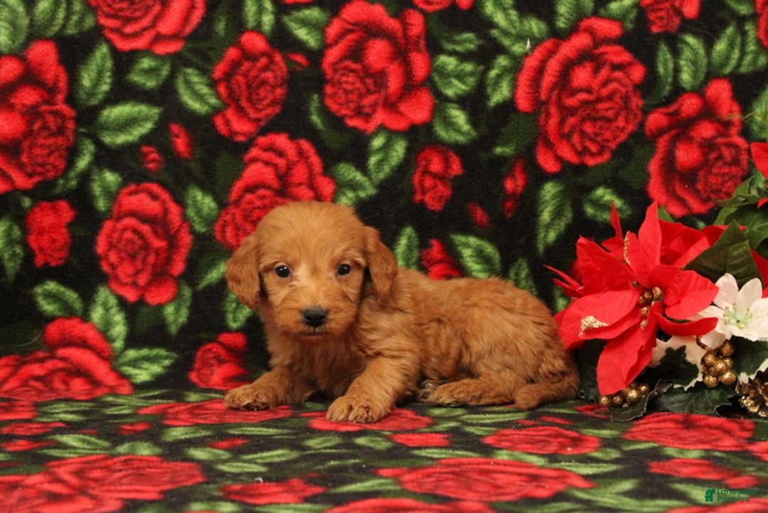 Mini Goldendoodle dogs for sale: Clarence - Ad 3