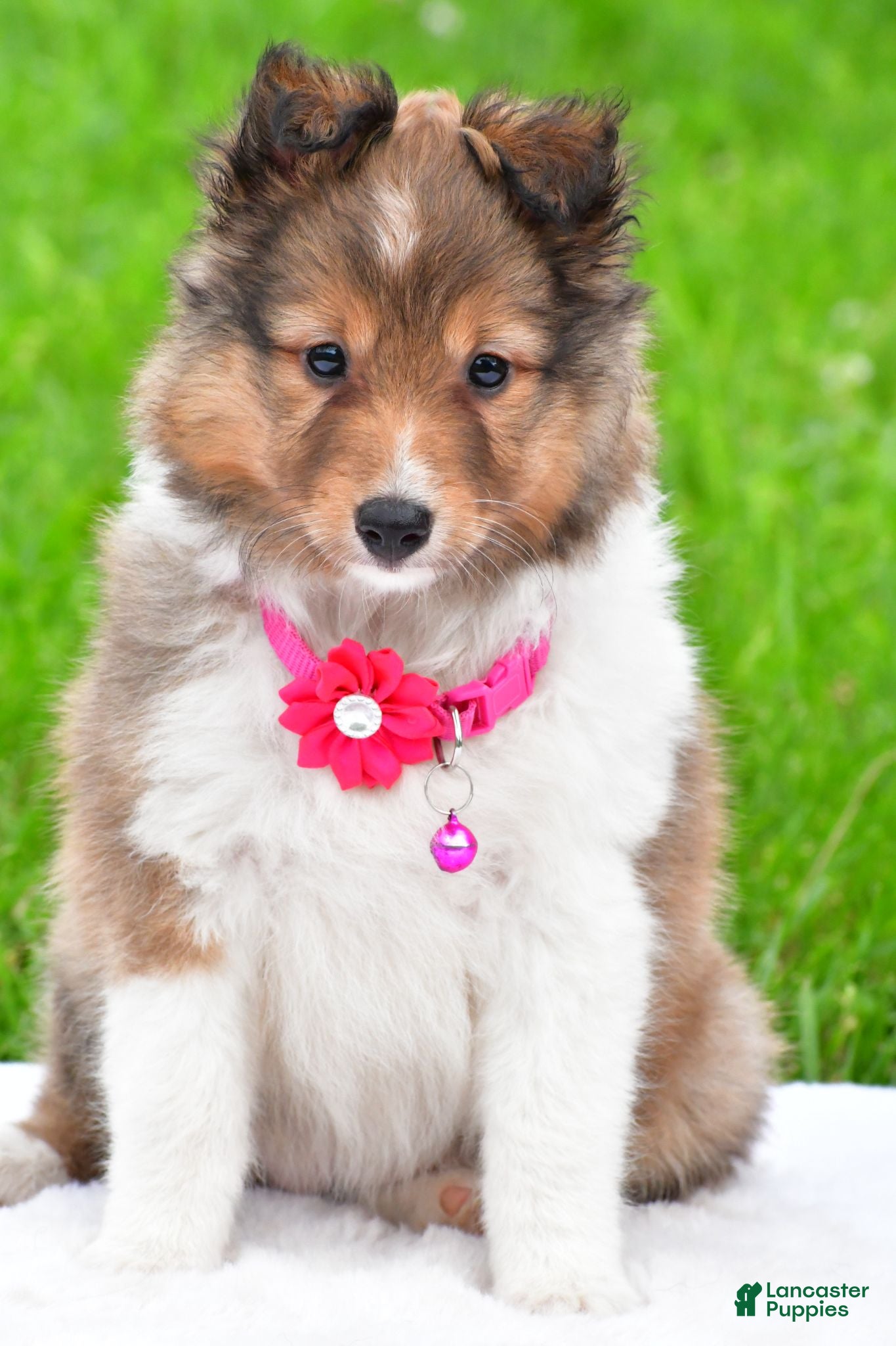 Shetland Sheepdog dogs Kaleen - Ad 1
