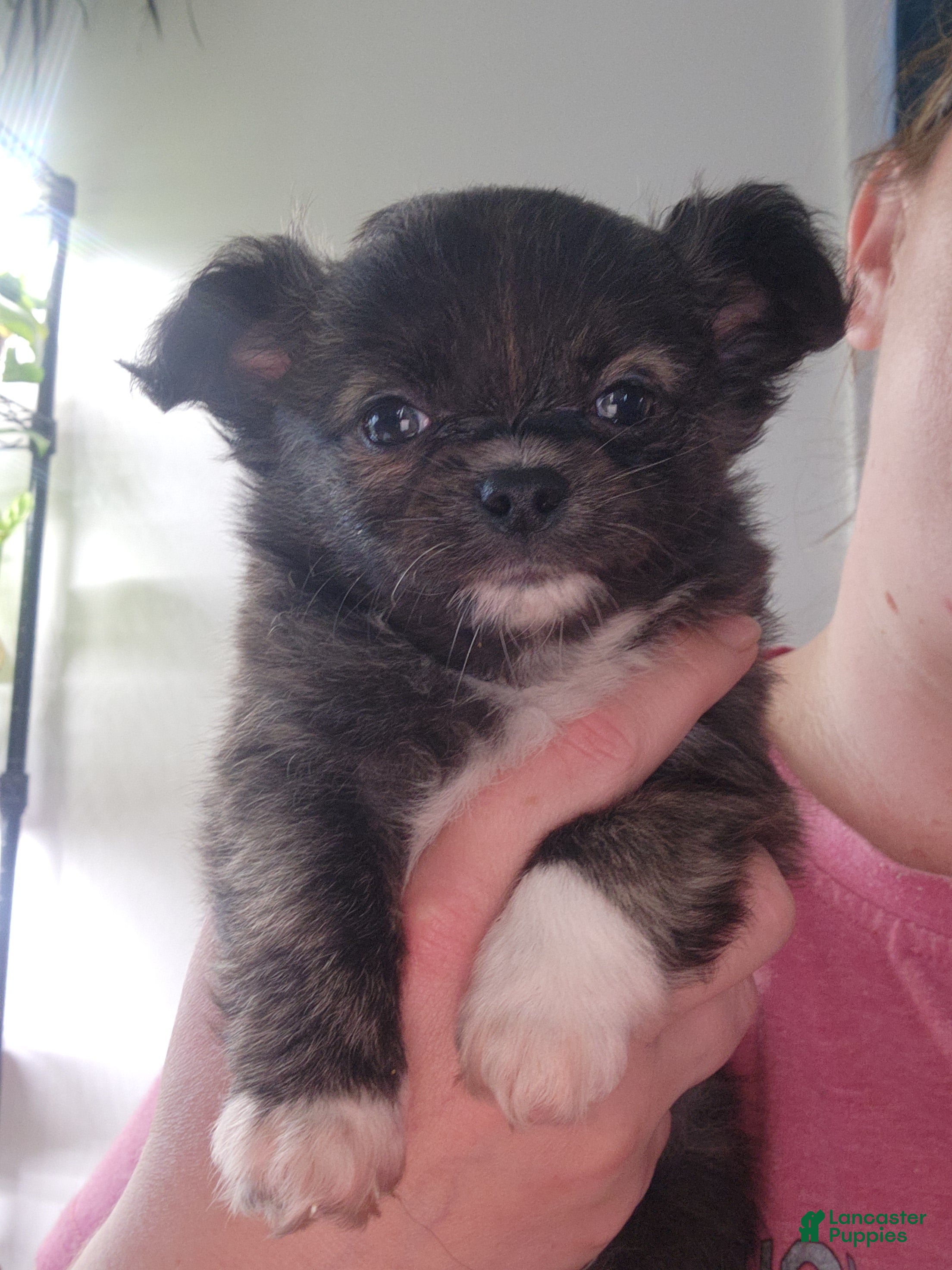 Chihuahua dogs for sale: Monkey  - Ad 3