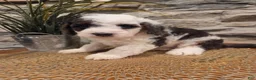 Mini Bernedoodle dogs for sale: ELLIE - FEMALE Mini Bernedoodle 3 - Ad 3