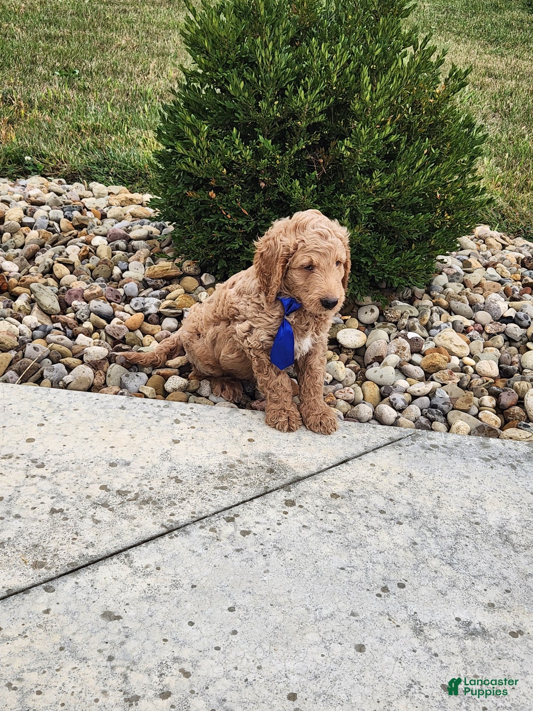 Goldendoodle dogs for sale: Daisy - Ad 27