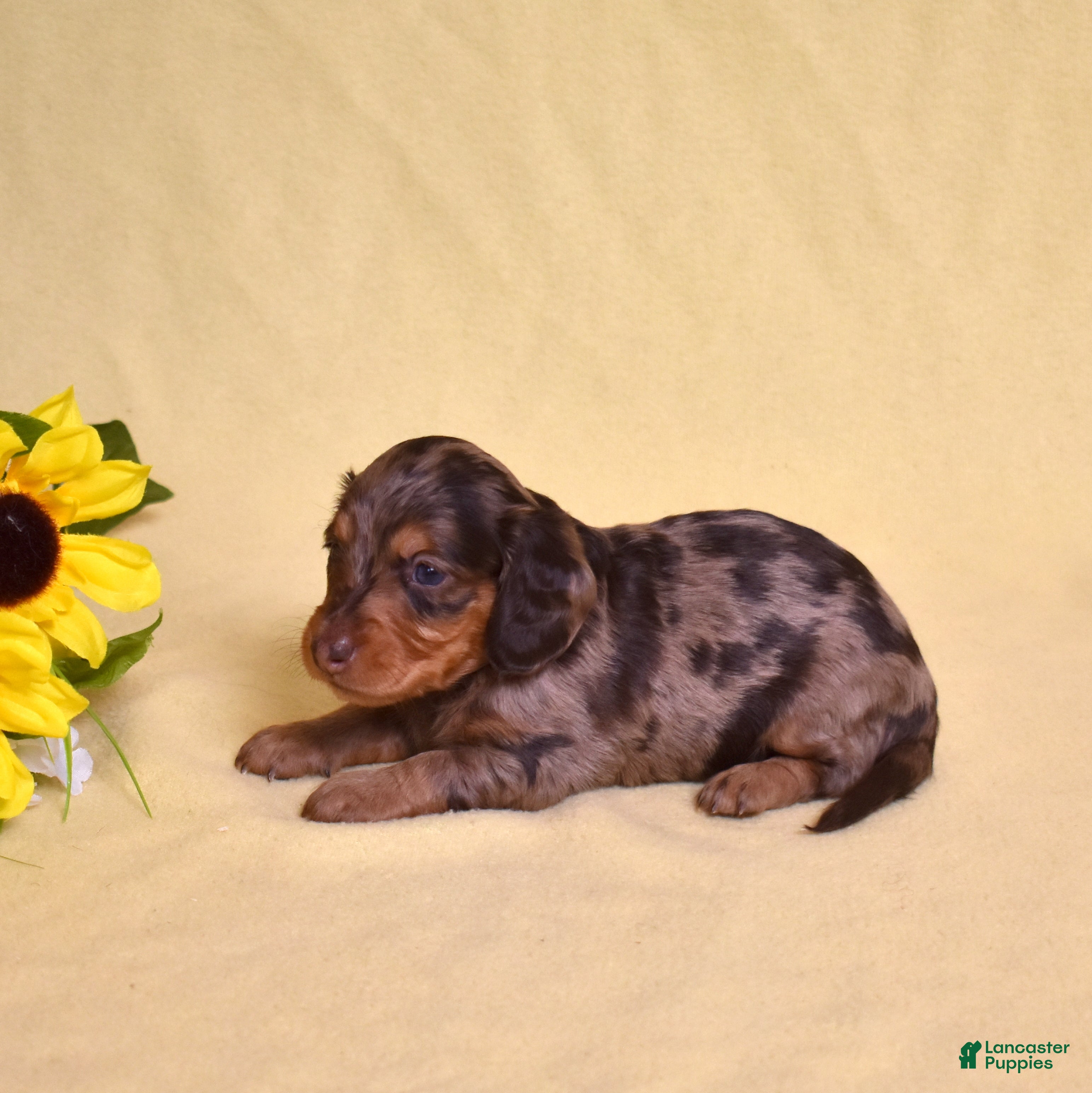 Miniature Dachshund dogs Latte - Ad 2