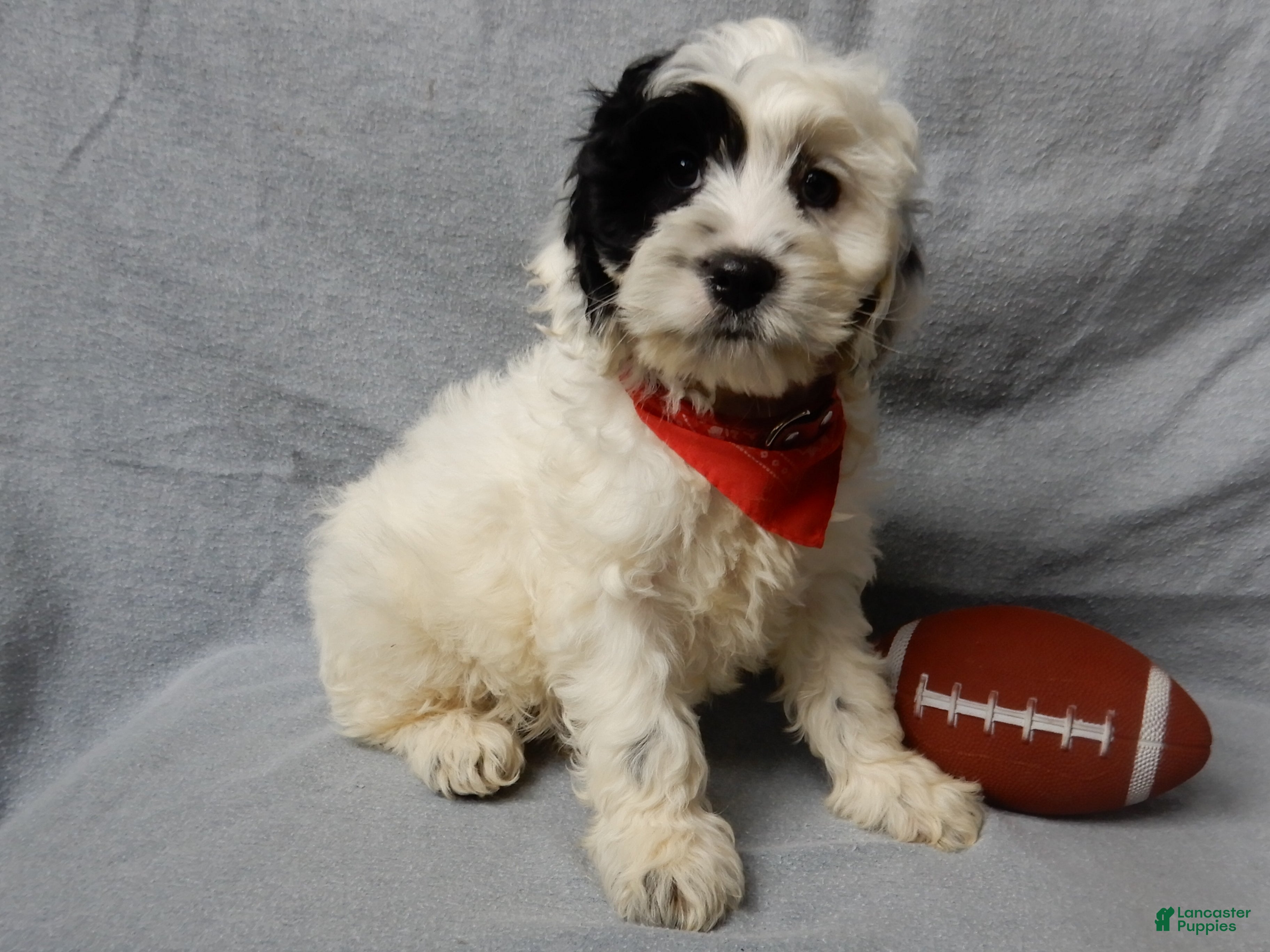 Cockapoo dogs Snoopy - Ad 15