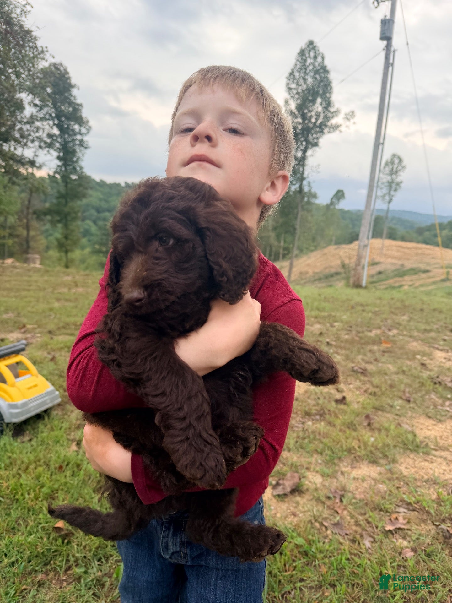Goldendoodle dogs for sale: Hershey - Ad 1