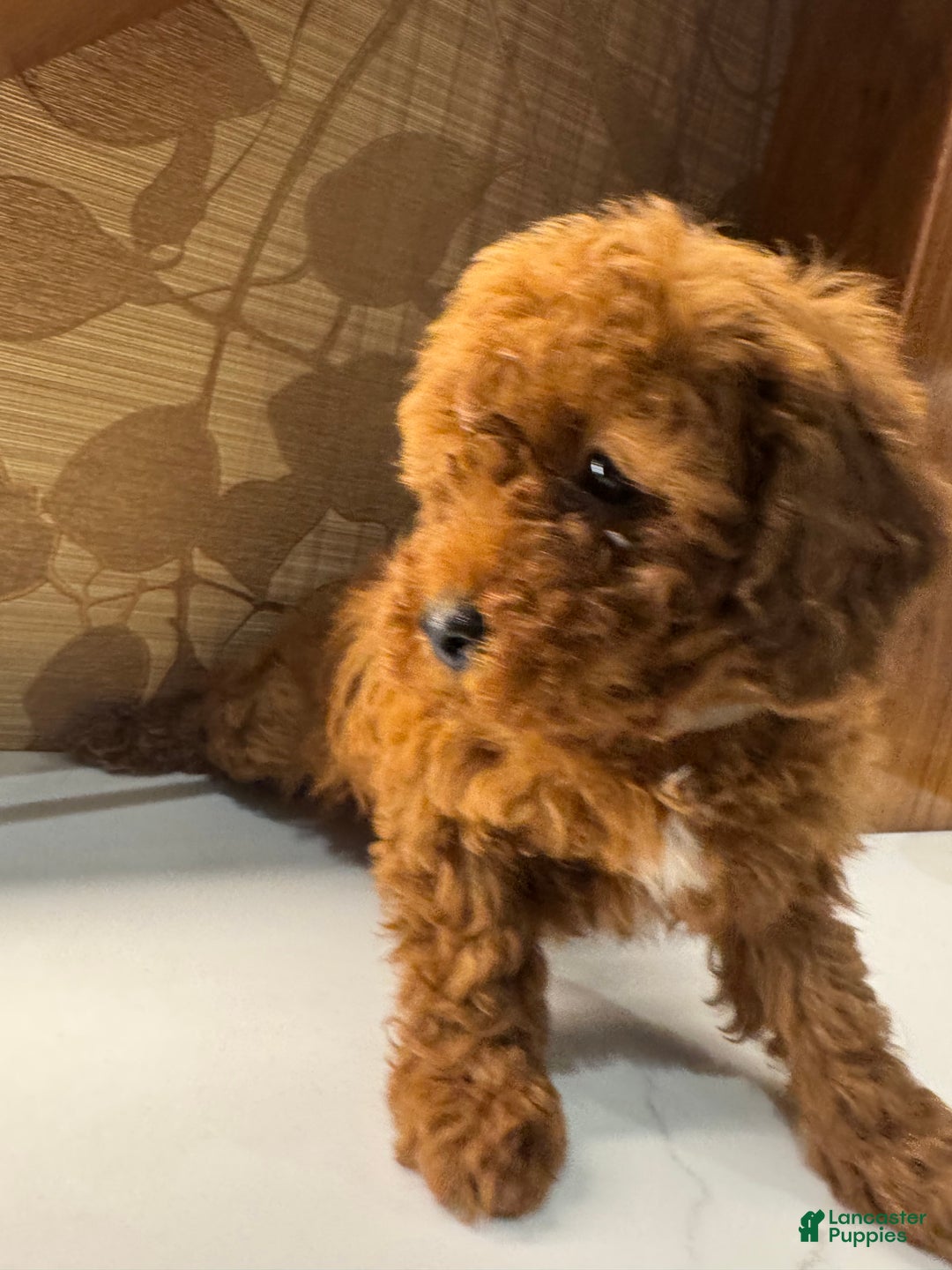 Toy Poodle dogs for sale: Grey - Ad 1