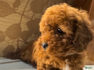Toy Poodle dogs Grey - Ad 9