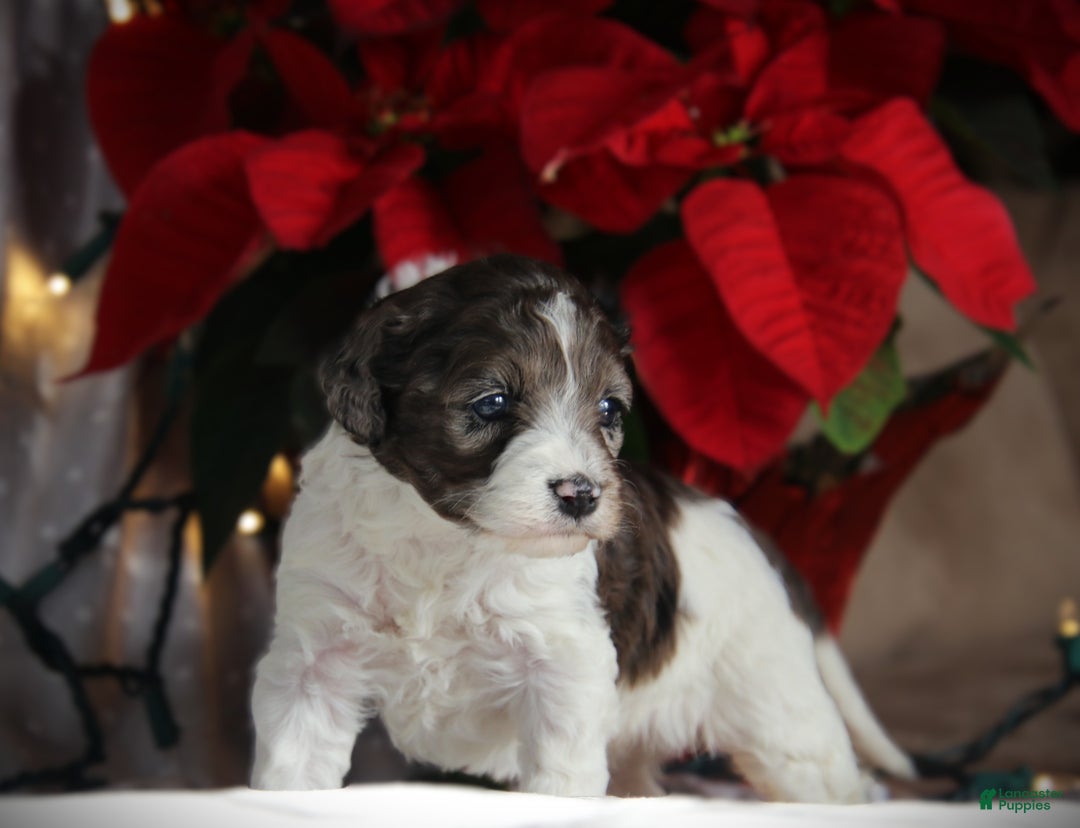 Cockapoo dogs for sale: Everleigh - Ad 6