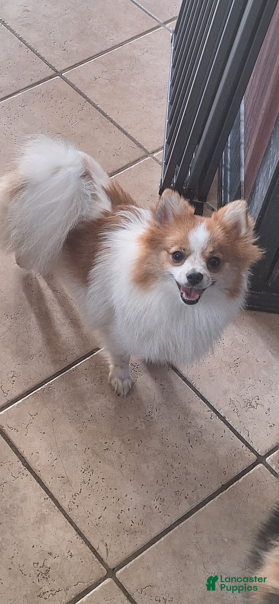 Pomeranian dogs for sale: Stella - Ad 1