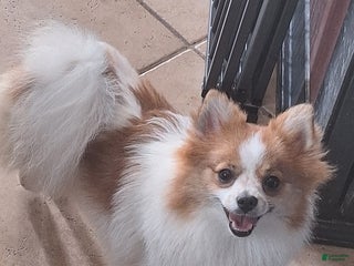 Pomeranian dogs Stella - Ad 27
