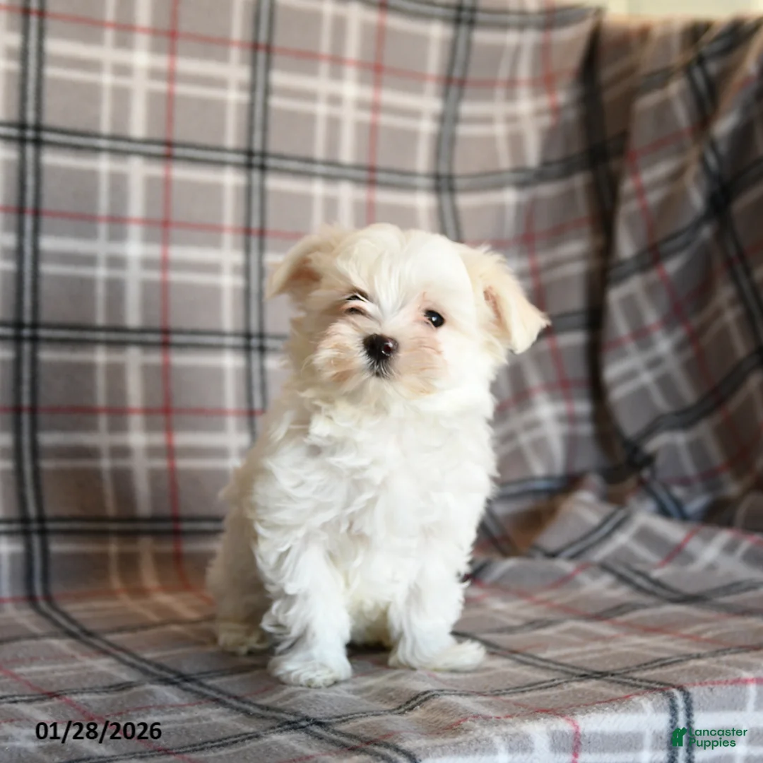 Maltese dogs for sale: Sammy - Ad 5