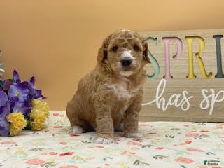 Mini Goldendoodle dogs Sparky Mini Goldendoodle Puppy  - Ad 1